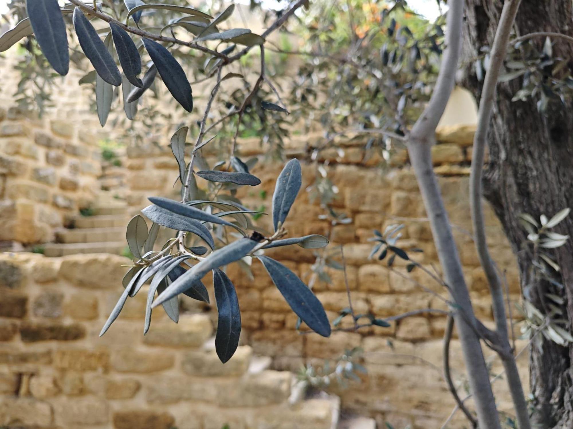 Villa Amoroso - Ospitalita Mediterranea Agrigento Exteriör bild